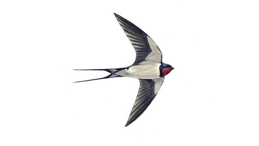 swallow_tcm9-18469