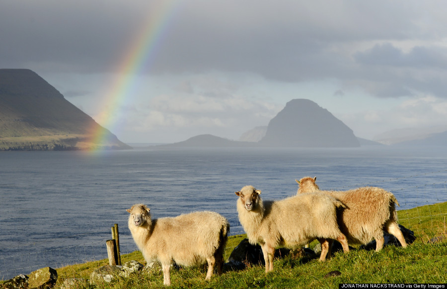 Sheep are pictured at the Kirkjubour village on the Streymoy Island as a rainbow appears between the Hestur (L) and the Koltur (R) islands on October 16, 2012, Faroe Islands. The Faroe Islands are known for its fishing and sheep farming as the main industries. AFP PHOTO / JONATHAN NACKSTRAND (Photo credit should read JONATHAN NACKSTRAND/AFP/Getty Images)