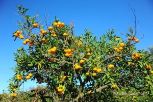 3-izmir-seferihisarli-mandalina-ureticileri-isyanda