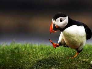 atlantic-puffin-bird-hd-wallpapers-cool-desktop-widescree-photos