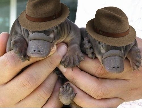 platypus