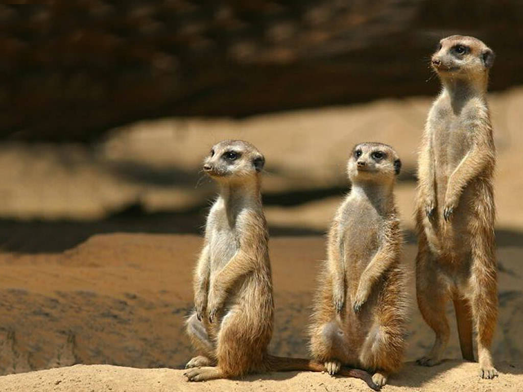 prairie-dogs-photos-6