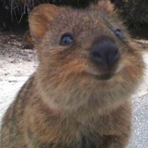 quokka